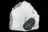 Devil Horned Cyphaspis Walteri Trilobite #108686-1